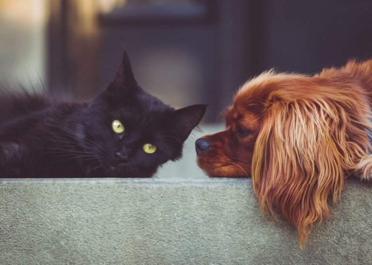 Blue Oasis Vet providing quality care for dogs and cats